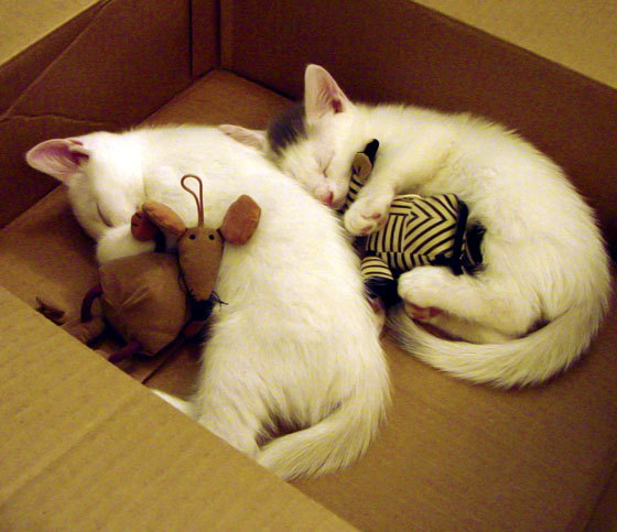 爱游戏在线-绿茵战争与数据革命，楚阿梅尼的里程碑之夜