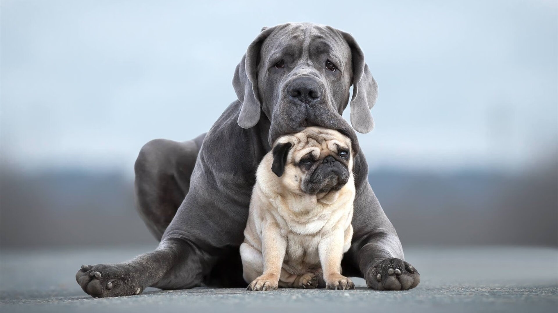 当东方广厦遇见休斯顿夜空,东契奇画下主宰的星轨