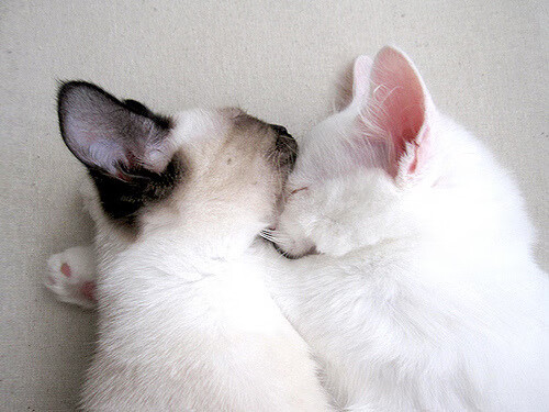 跨时空操控！詹姆斯维度控制器同时驾驭森林狼激战与新疆队风云