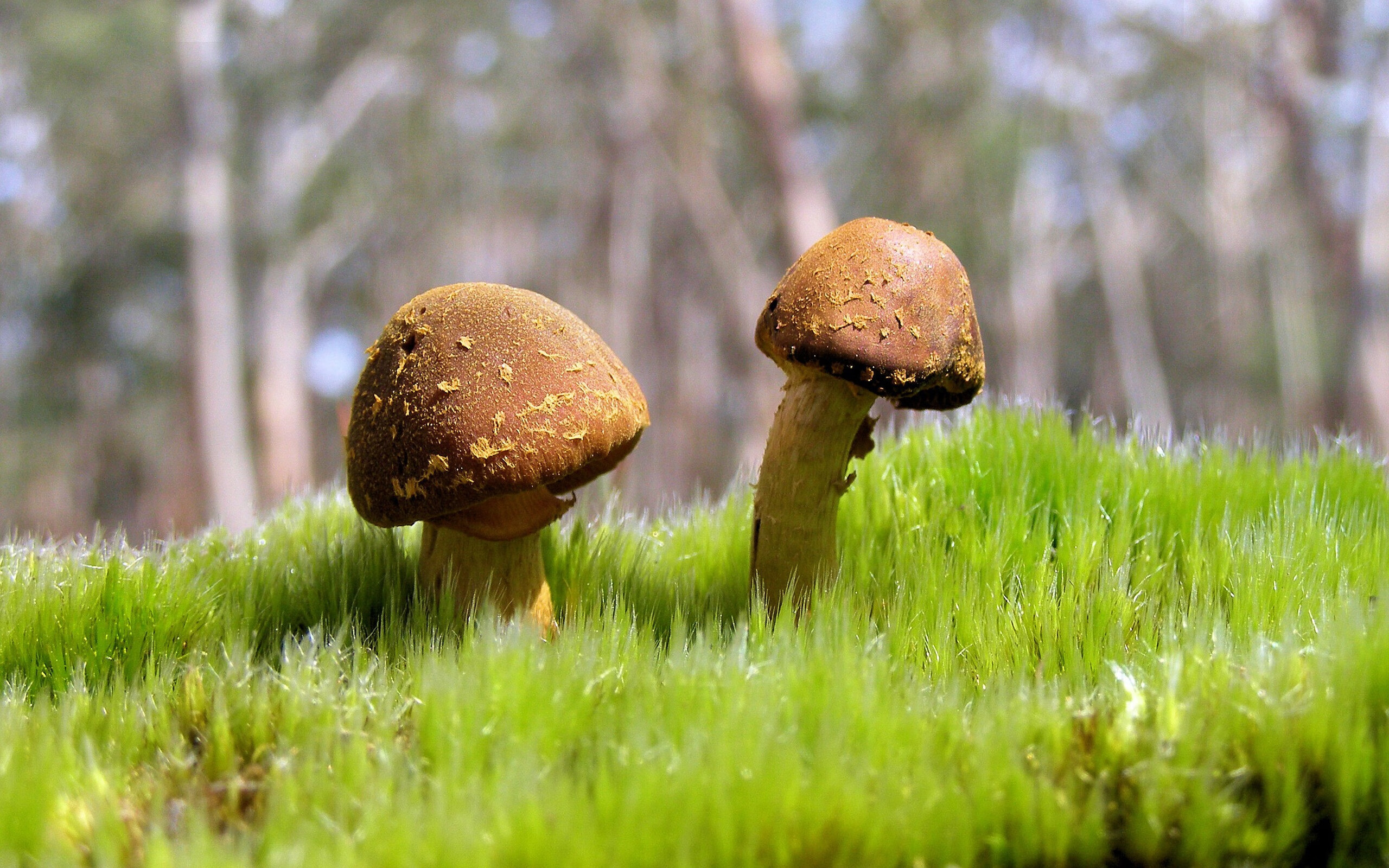 爱游戏娱乐-新王加冕，当巴雷拉在世界杯废墟上，接过了C罗的权杖