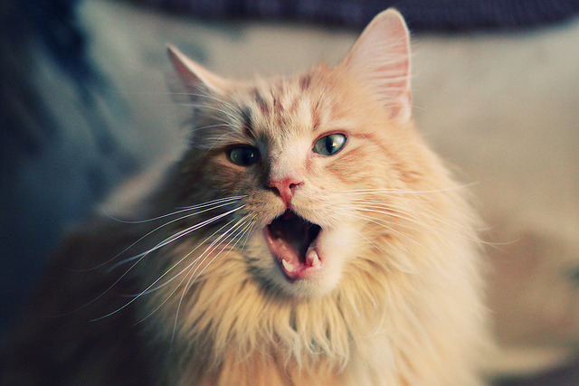 钢铁之盾碾压青春风暴,马竞如何用窒息式战术扼杀多特蒙德?