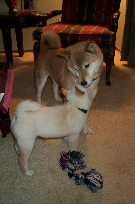 若日尼奥的黄昏漫步，当荷兰郁金香在圣西罗为意大利节拍器绽放