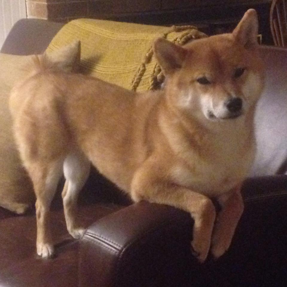 双面神,当伊布在德葡之战中凝视未来