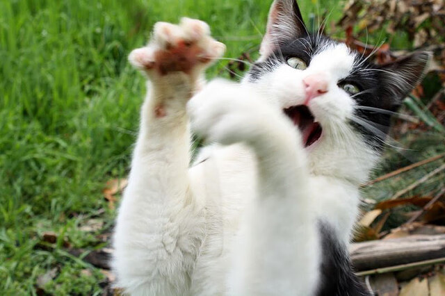 奥利维耶的完美风暴,利物浦何以在战术与意志层面彻底压制哥斯达黎加?