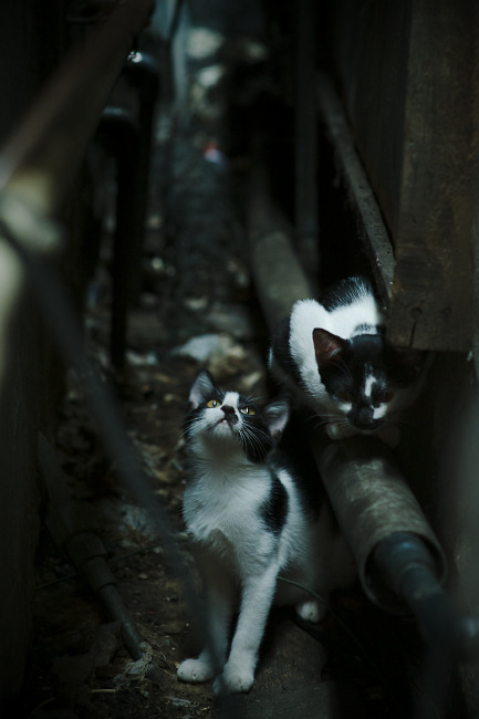 季后赛抢七之夜,米切尔用一场交响曲撕裂云层的金色闪电