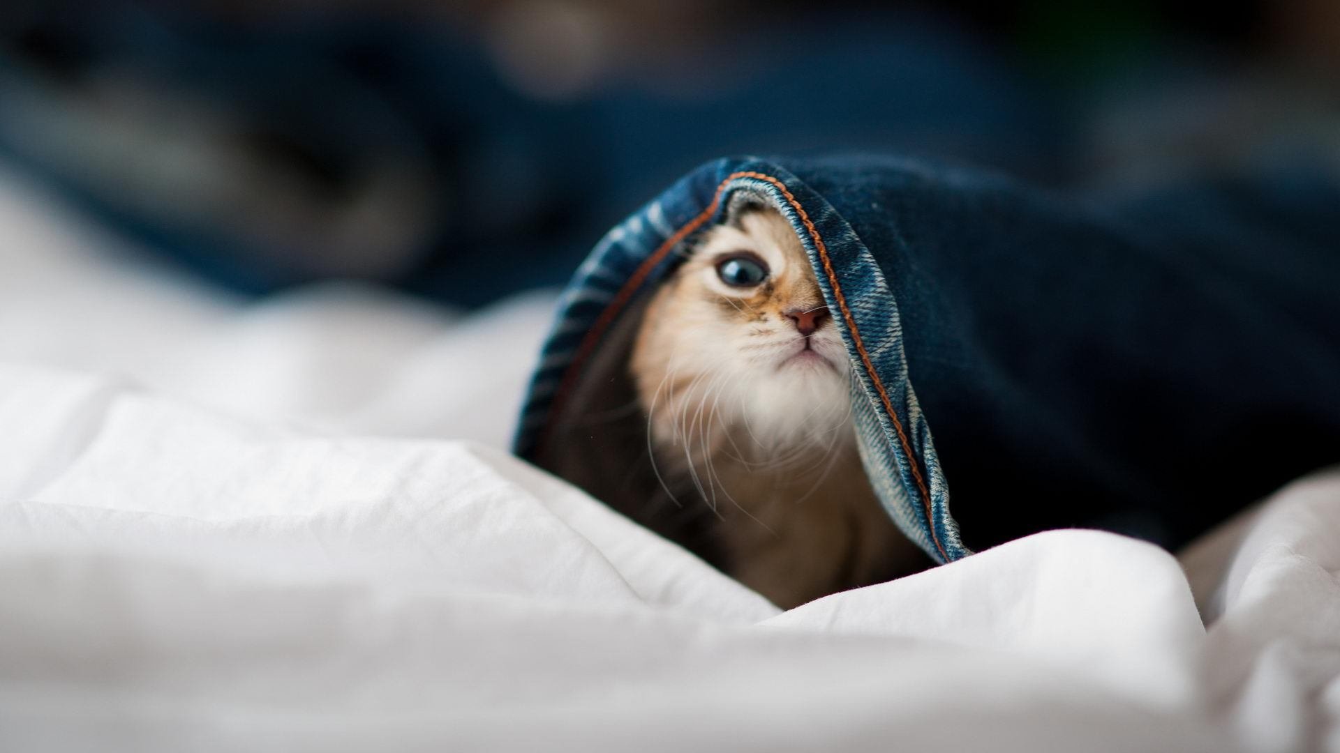 梅西关键先生本色，澳大利亚轻松击败雷恩