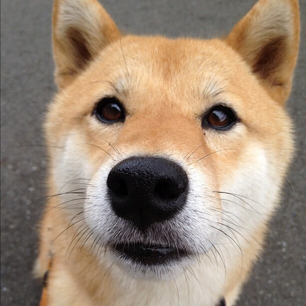 独木成林，鹈鹕鏖战吉林队，爱德华兹成最硬脊梁