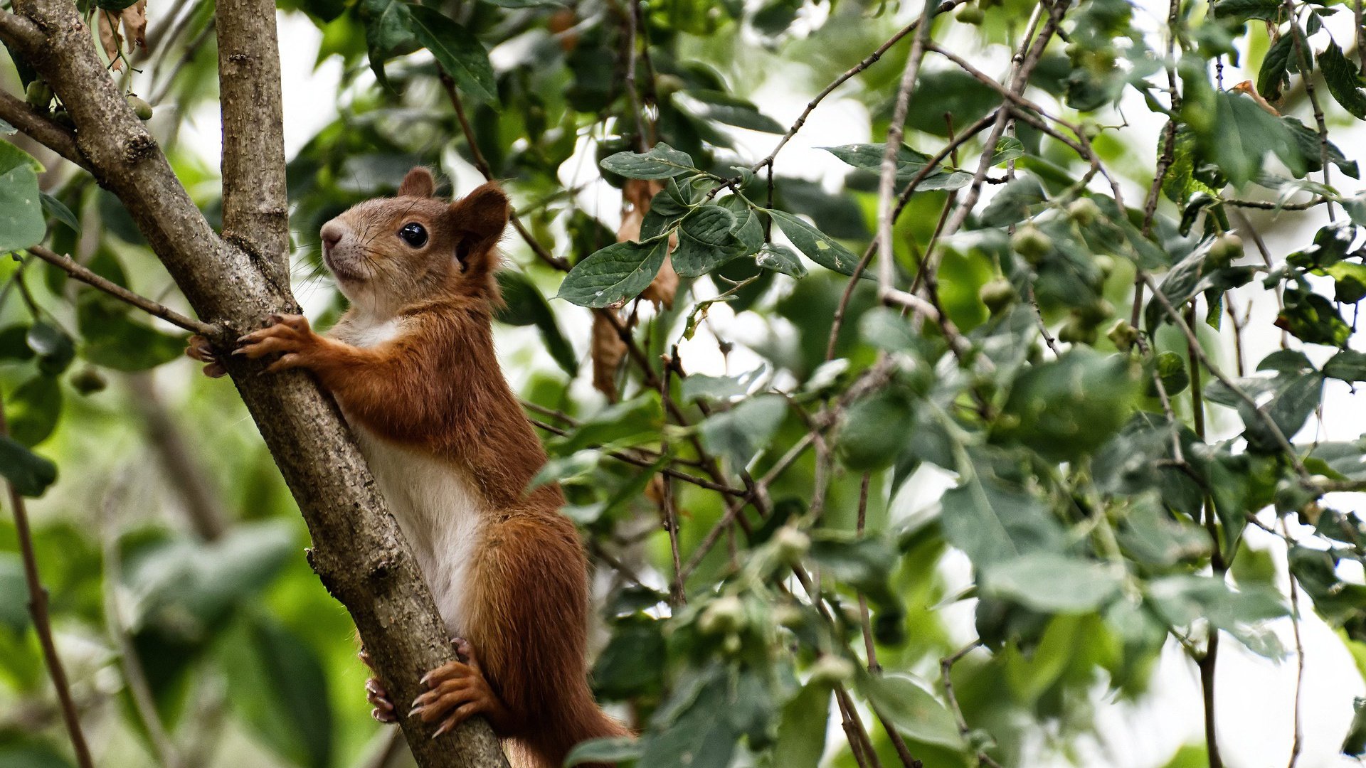 萨内节奏完全掌控，丹麦对阵几内亚的比赛成为他的个人秀