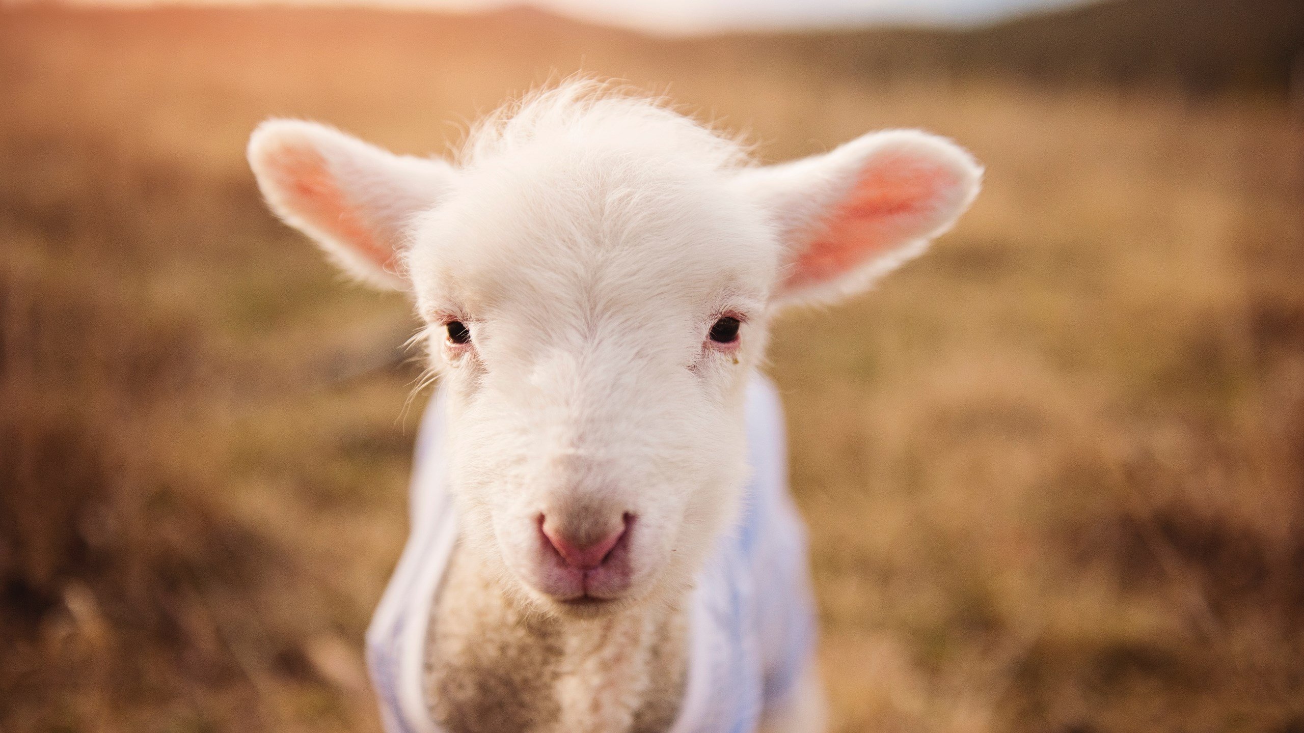 拉什福德一剑封喉，里昂鏖战勒沃库森的欧联之夜