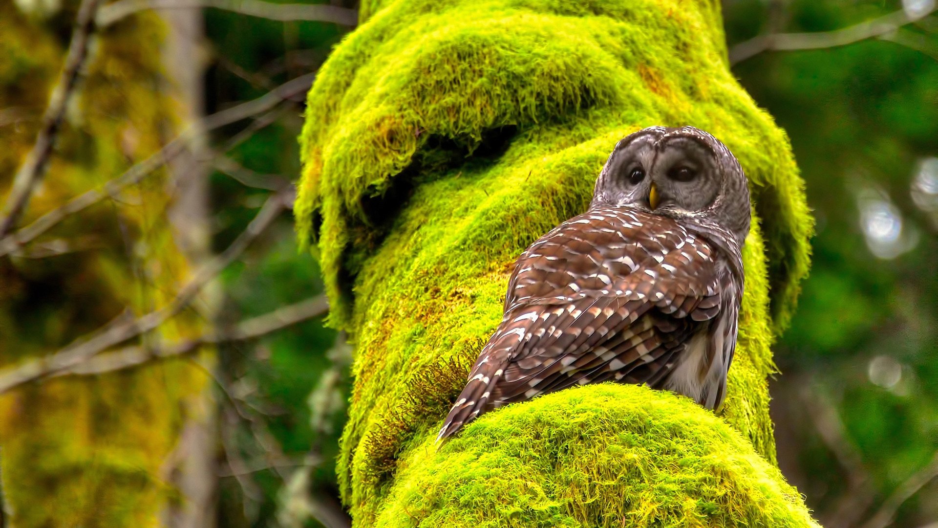 狂胜20分却输掉关键一球，步行者如何用戈贝尔的缺陷埋葬了独行侠